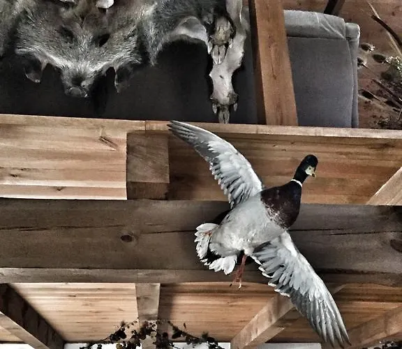 Kamienny Mlyn Wodny Lowczego Semesterbostad